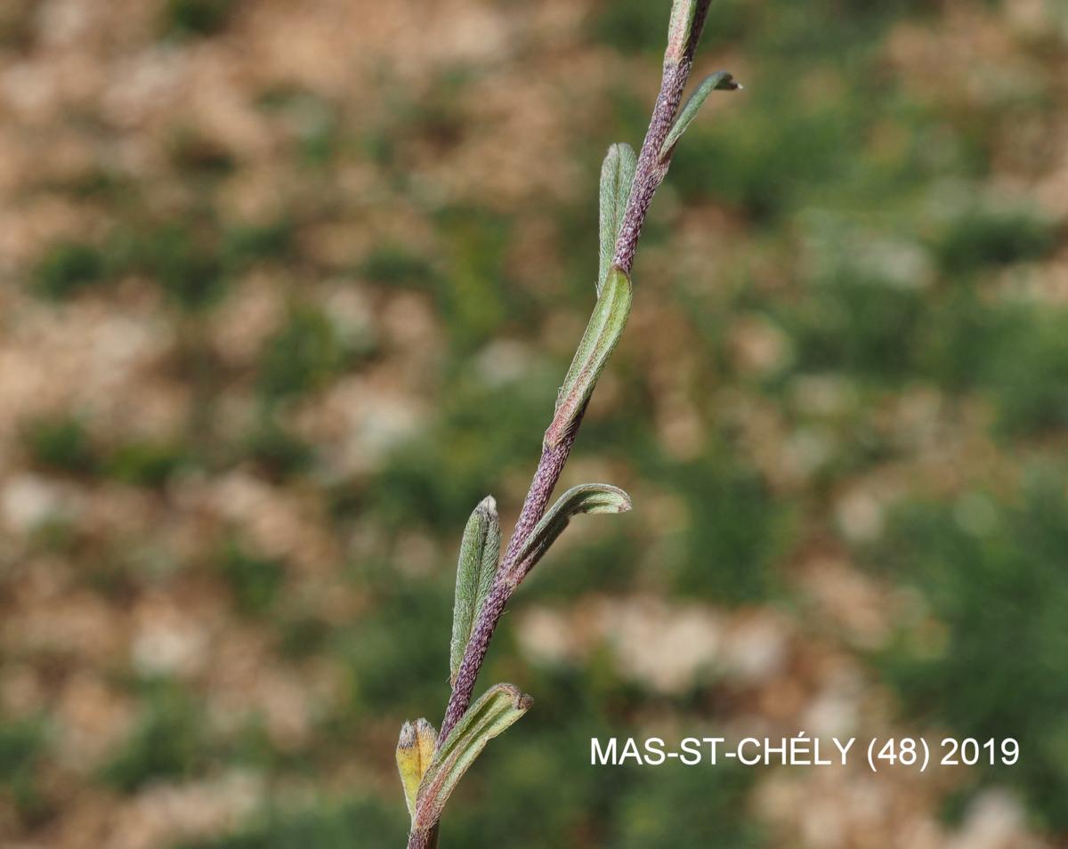 Gromwell, Corn leaf